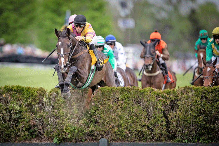 Virginia Gold Cup Thrills the Crowds Middleburg Life