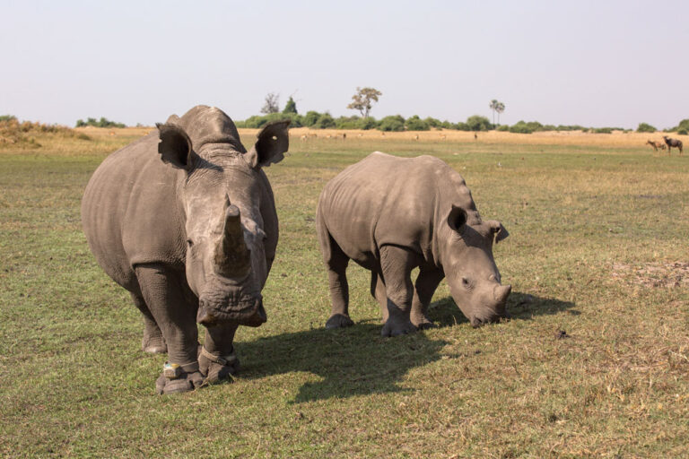 gestation period of a white rhino