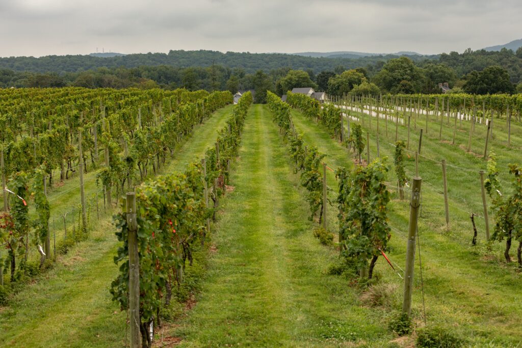 Virginia and Vino—A Perfect Pairing – Middleburg Life