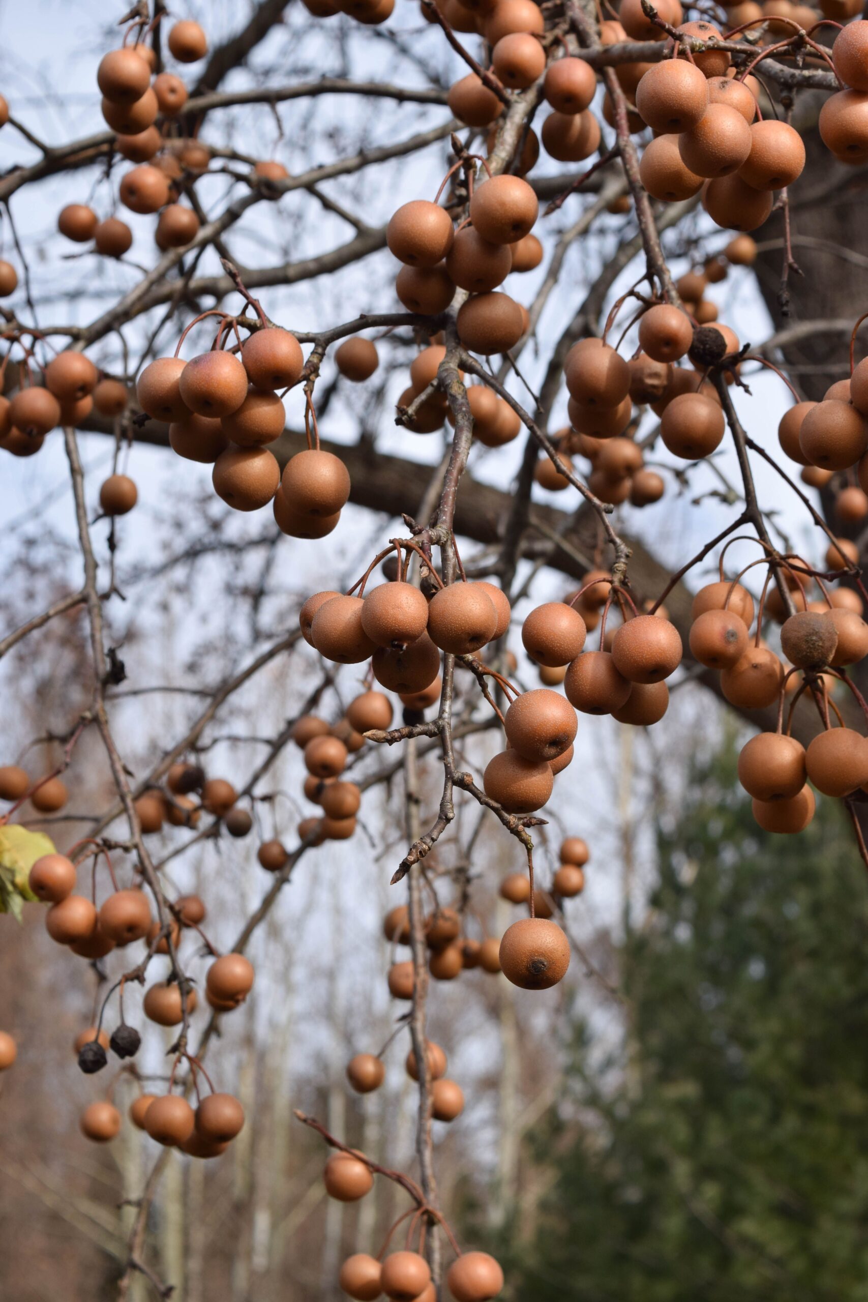 FAMILY NATURE WALKS – Middleburg Life